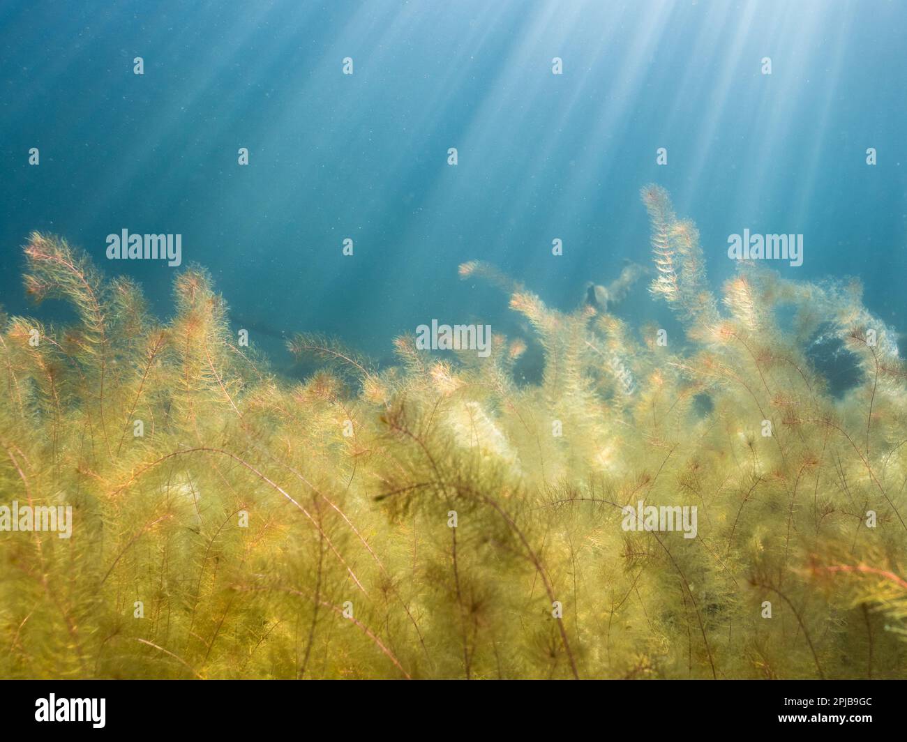 Alternate water-milfoil aquatic plant underwater Stock Photo