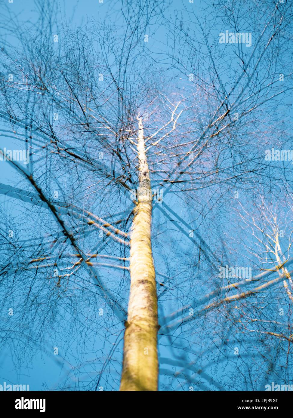 Stylised image of Silver birch Tree, Early Morning, Springtime, Balmore Walk, Cavesham, Reading, Berkshire, England, UK, GB. Stock Photo