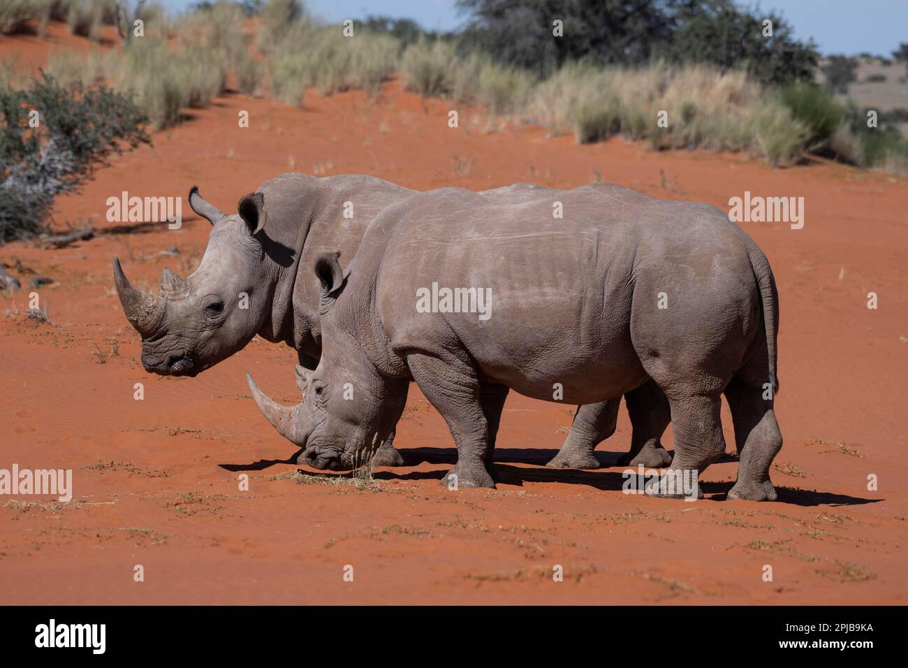 2 white rhinoceroses (Ceratotherium simum) standing side by side, Hardap Region, Kalahari, Namibia Stock Photo