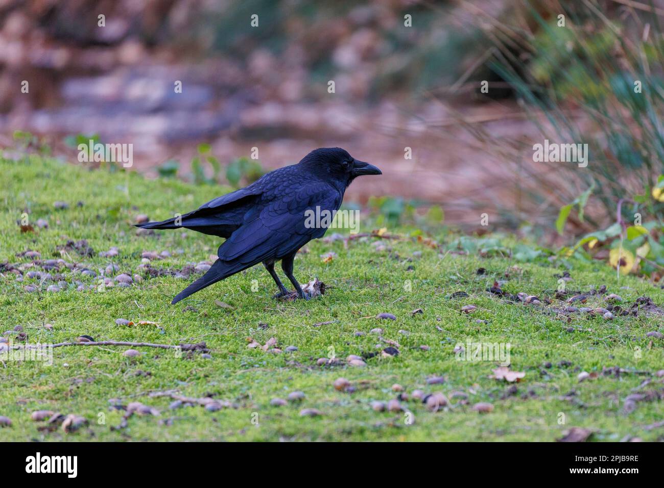 Carrion crow (Corvus corone), Germany Stock Photo