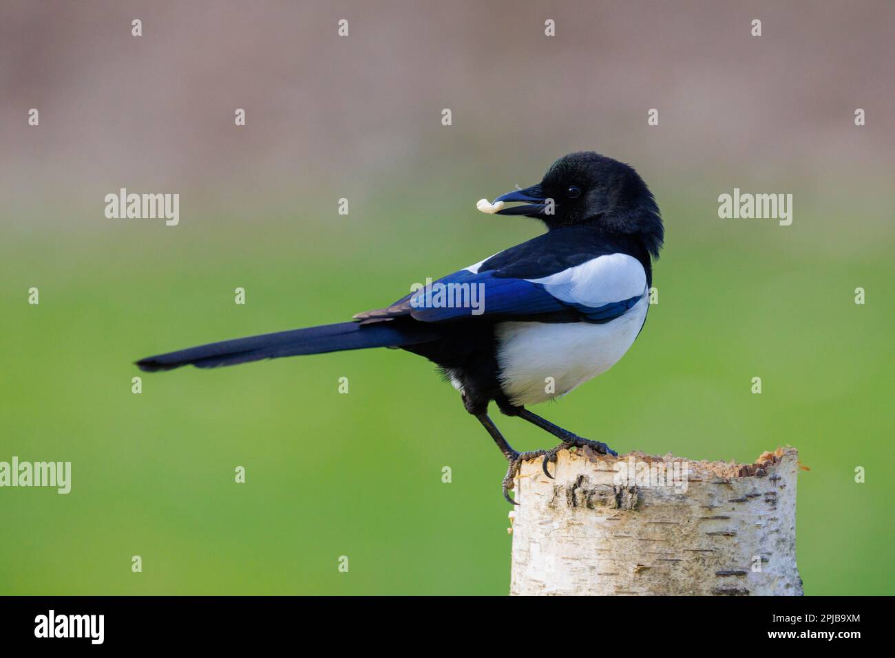 European magpie (Pica pica), Germany Stock Photo