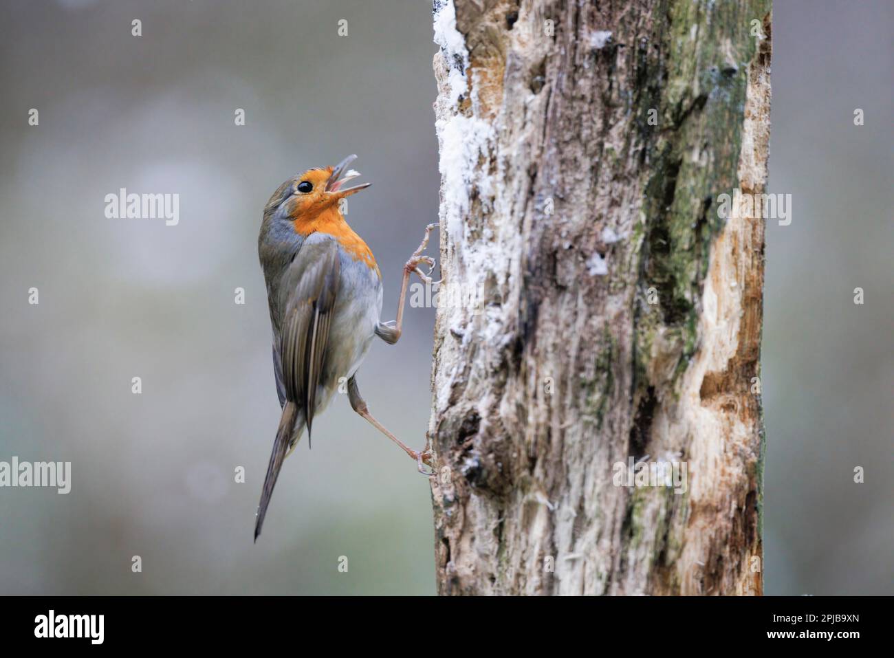 European robin (Erithacus rubecula), Germany Stock Photo