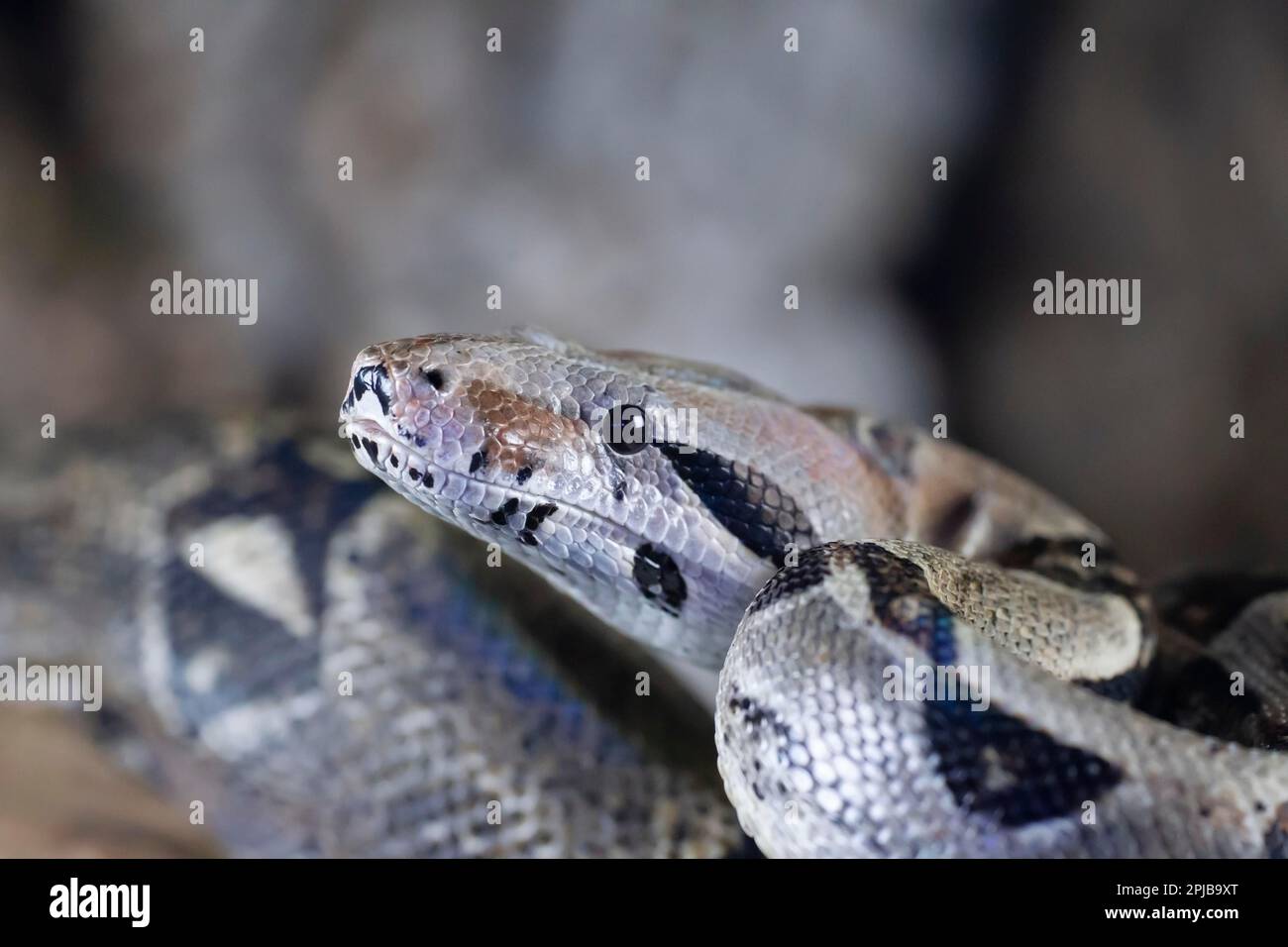 Royal python (Python regius) adult snake head portrait, England, United ...