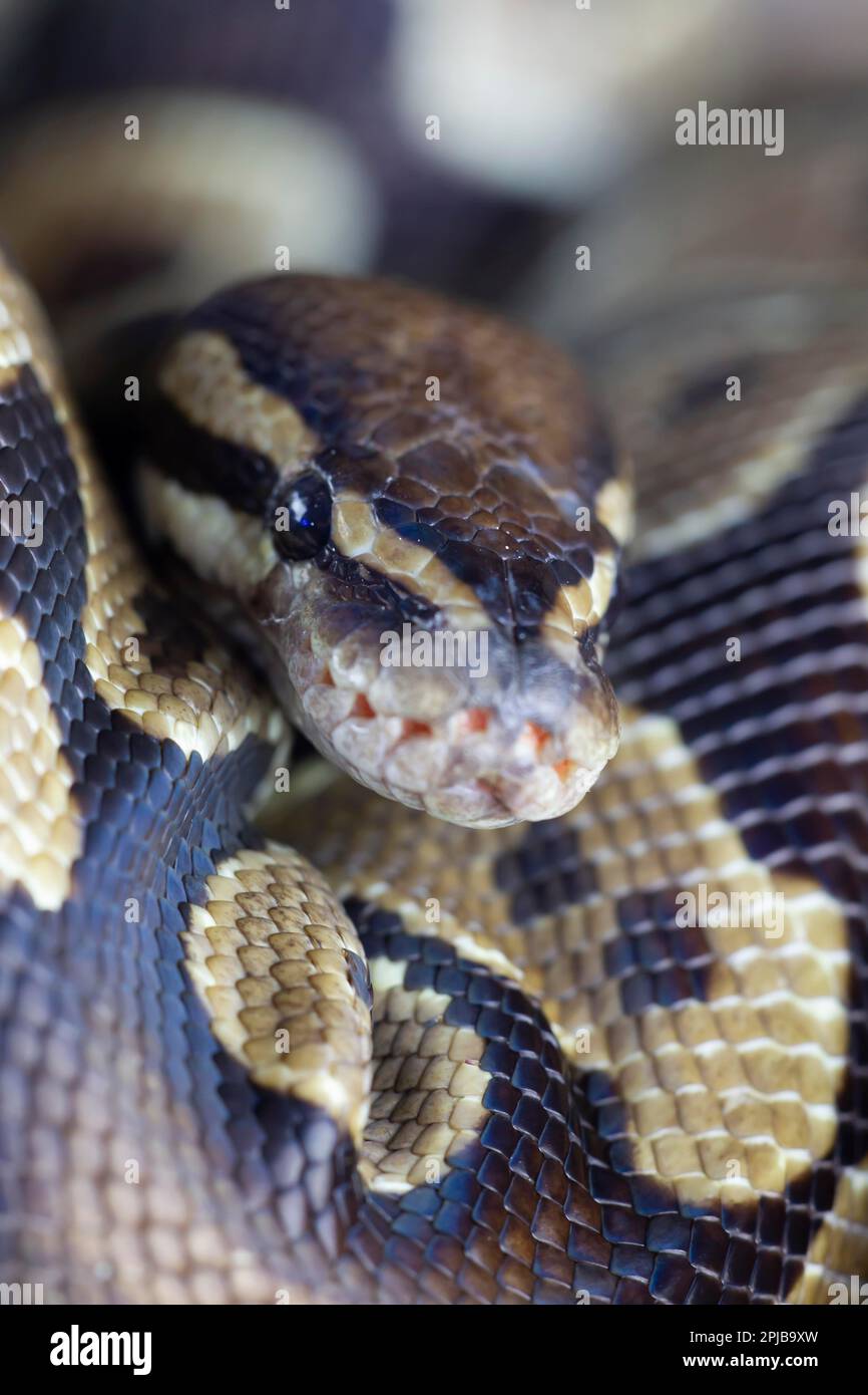 Royal python (Python regius) adult snake head portrait, England, United ...