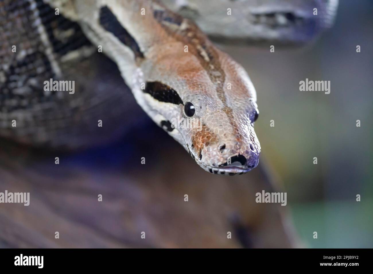 Royal python (Python regius) adult snake head portrait, England, United Kingdom, Captive Stock Photo