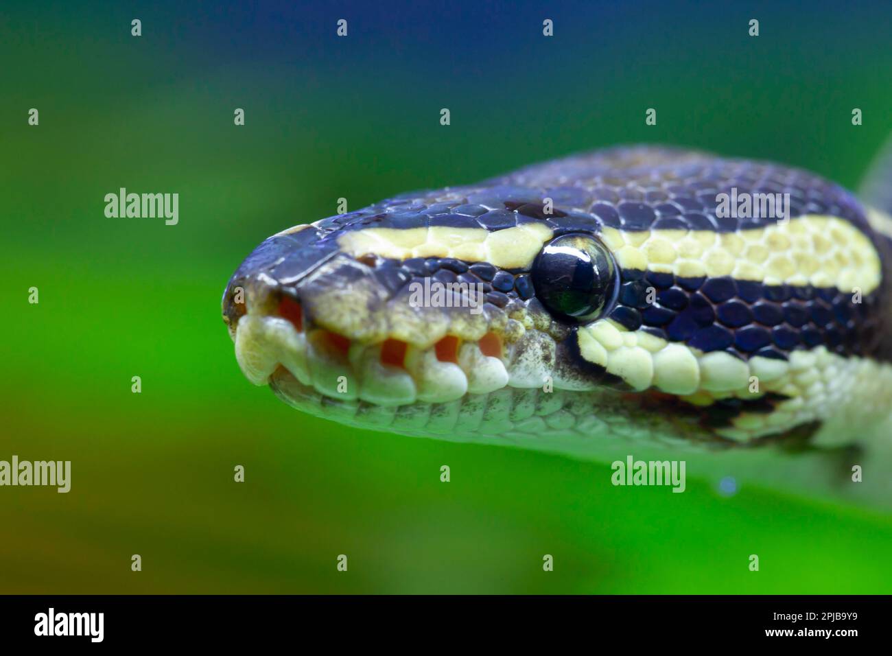 Royal python (Python regius) adult snake head portrait, England, United ...