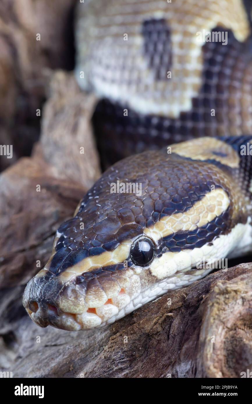 Royal python (Python regius) adult snake head portrait, England, United Kingdom, Captive Stock Photo