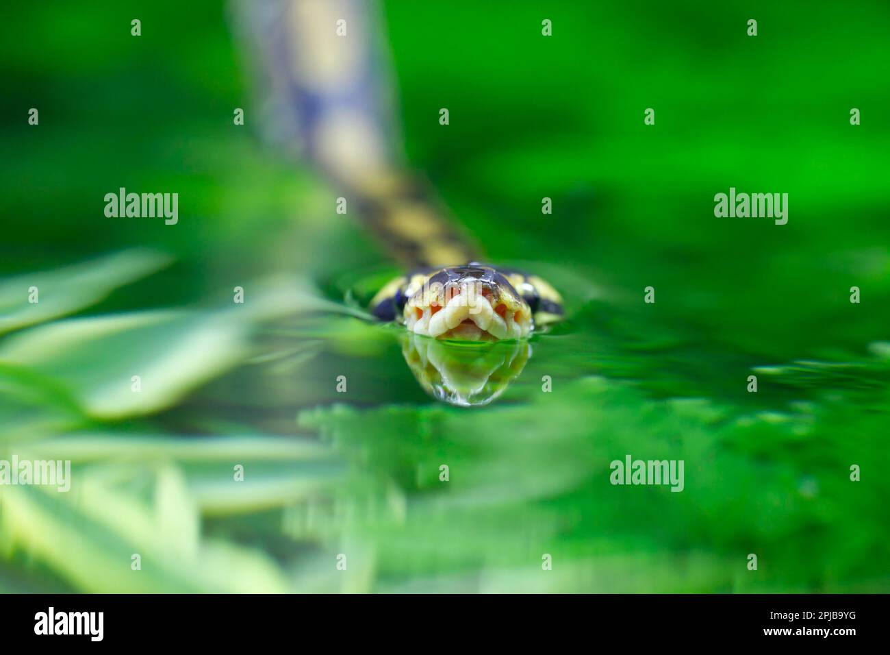 Royal python (Python regius) adult snake swimming on water, England