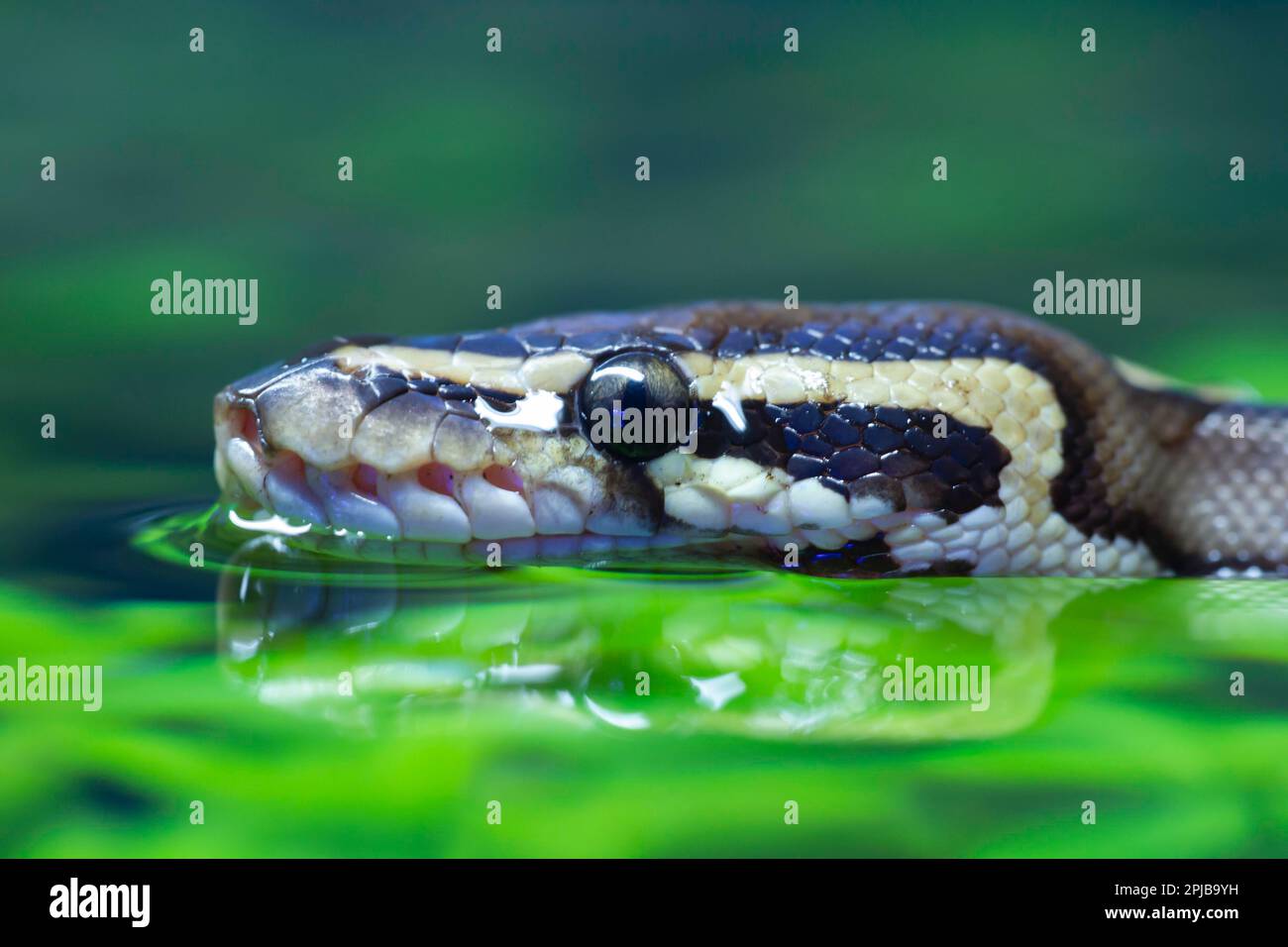Royal python (Python regius) adult snake swimming on water, England ...