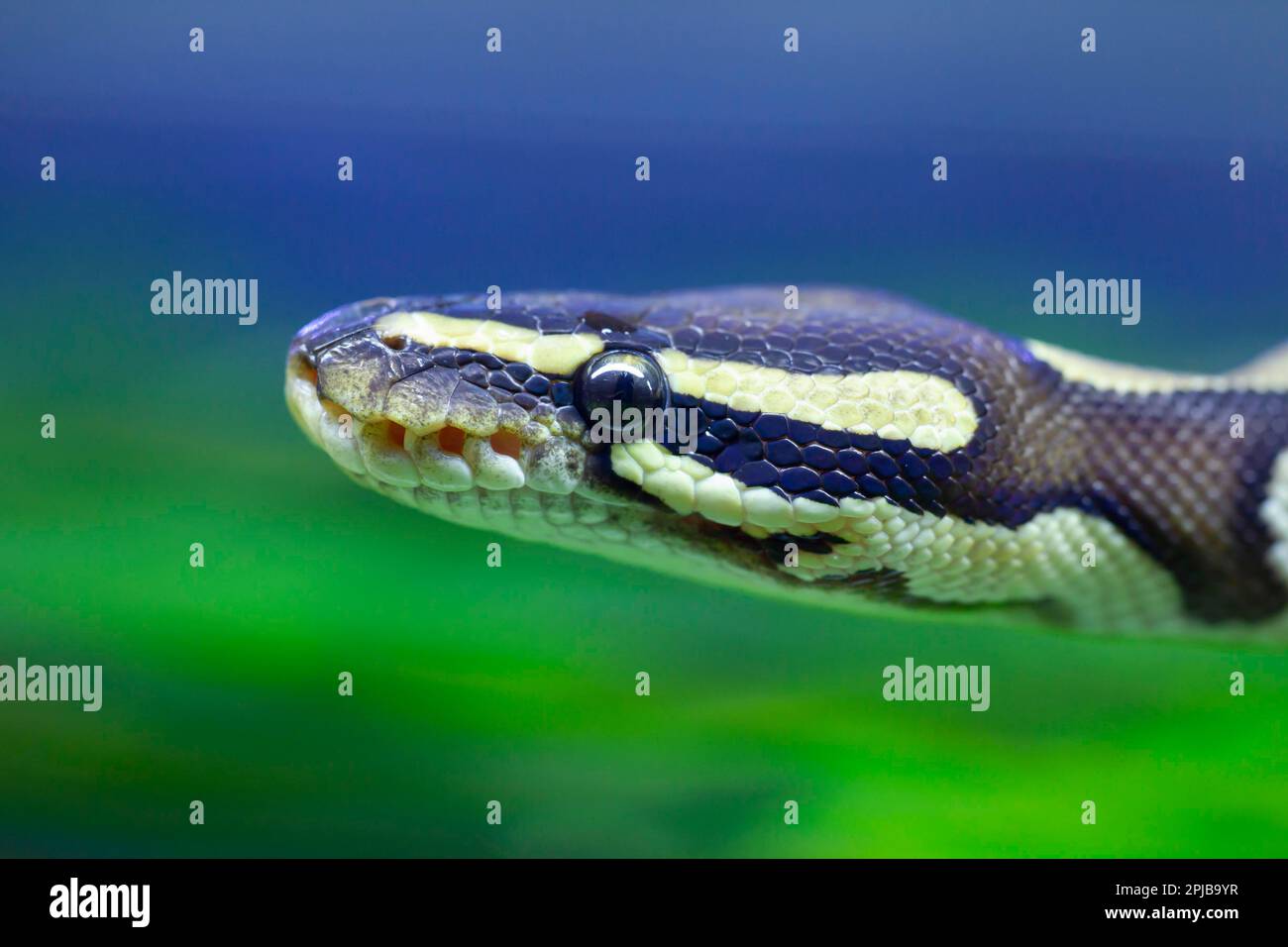 Royal python (Python regius) adult snake head portrait, England, United ...