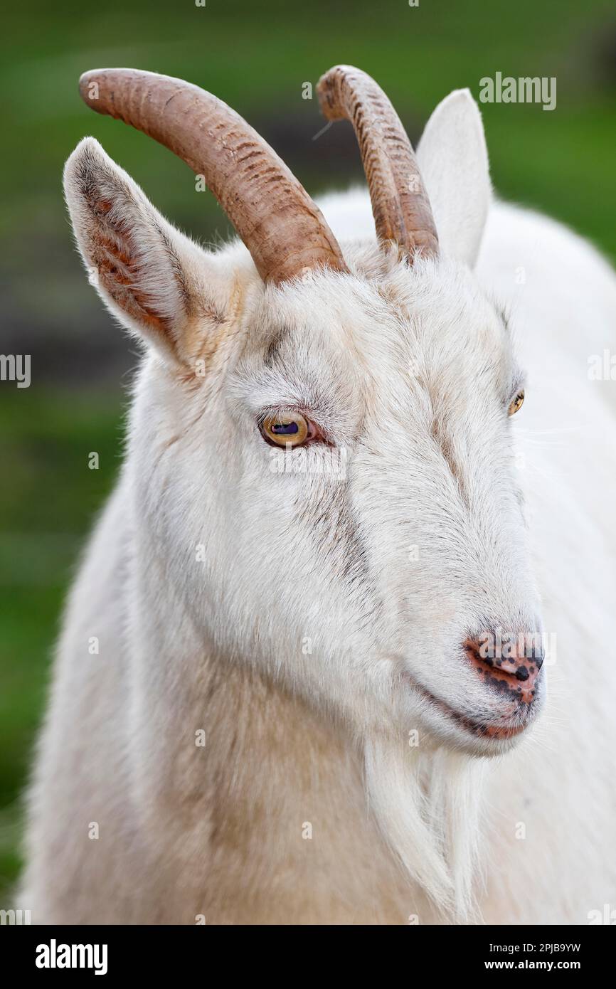 White domestic goat (Capra aegagrus hircus) billy goat, animal portrait, Schleswig-Holstein, Germany Stock Photo