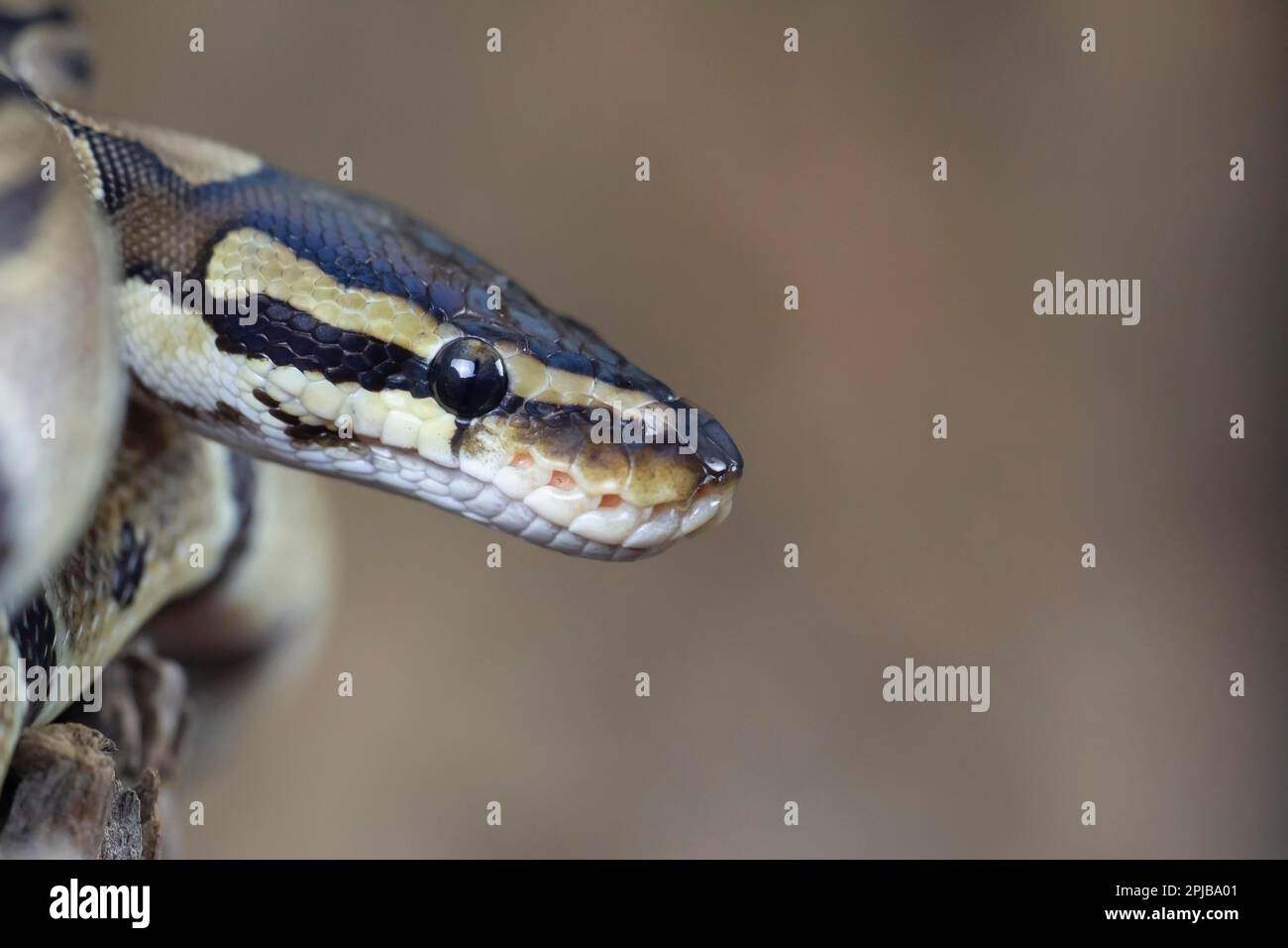Royal python (Python regius) adult snake head portrait, England, United ...