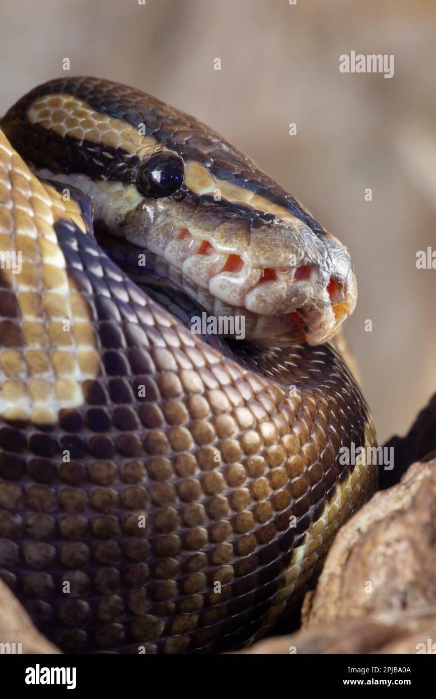 Royal python (Python regius) adult snake head portrait, England, United ...