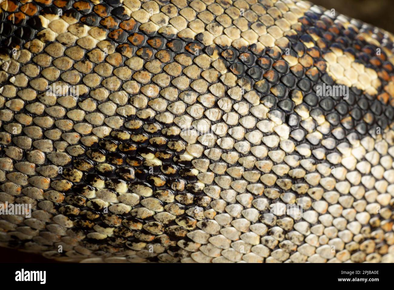 Royal python (Python regius) adult snake close up of scales on its skin ...