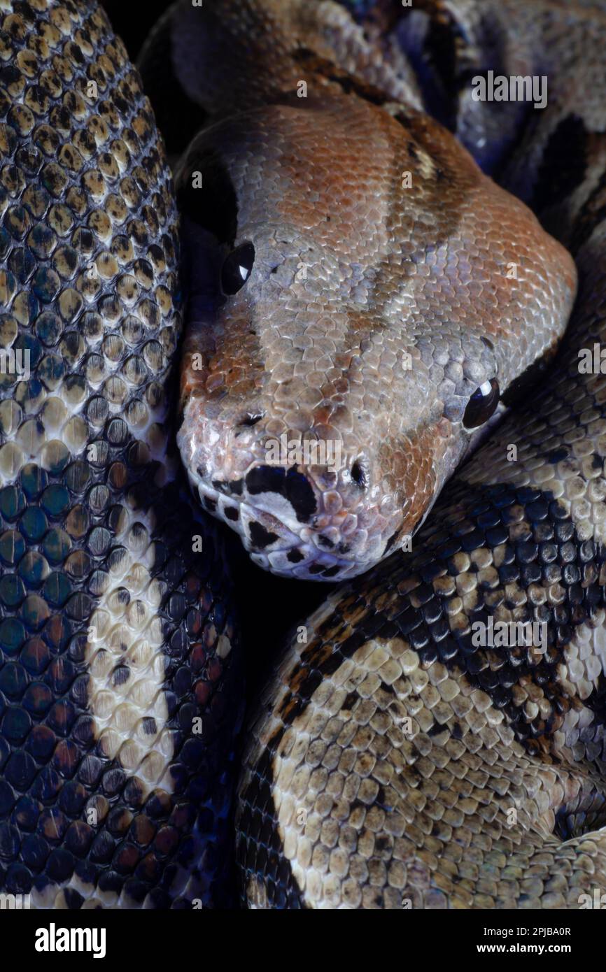 Royal python (Python regius) adult snake head portrait, England, United ...