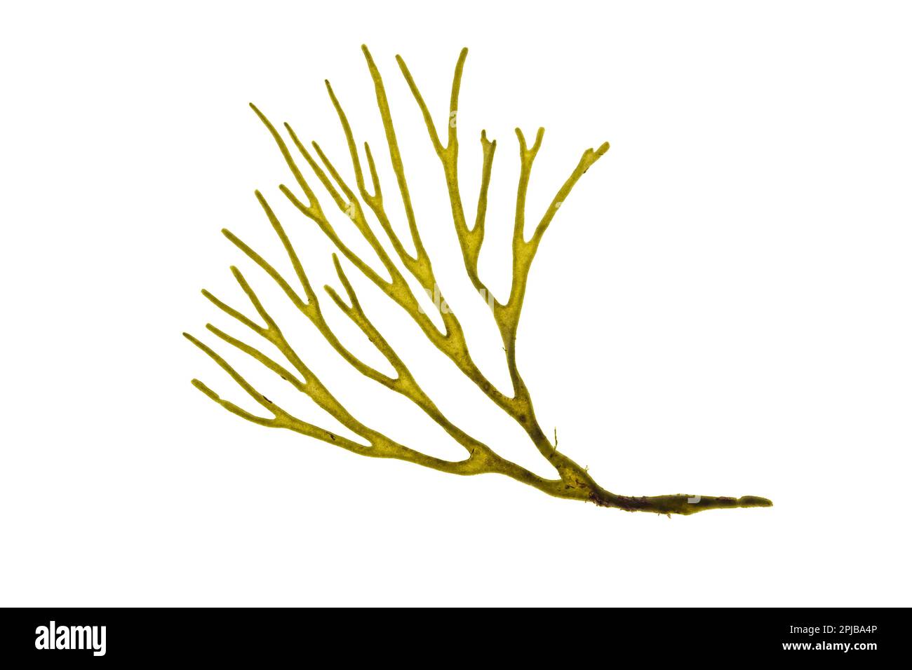Velvet horn codium tomentosum or spongeweed green alga branch isolated on white. Stock Photo