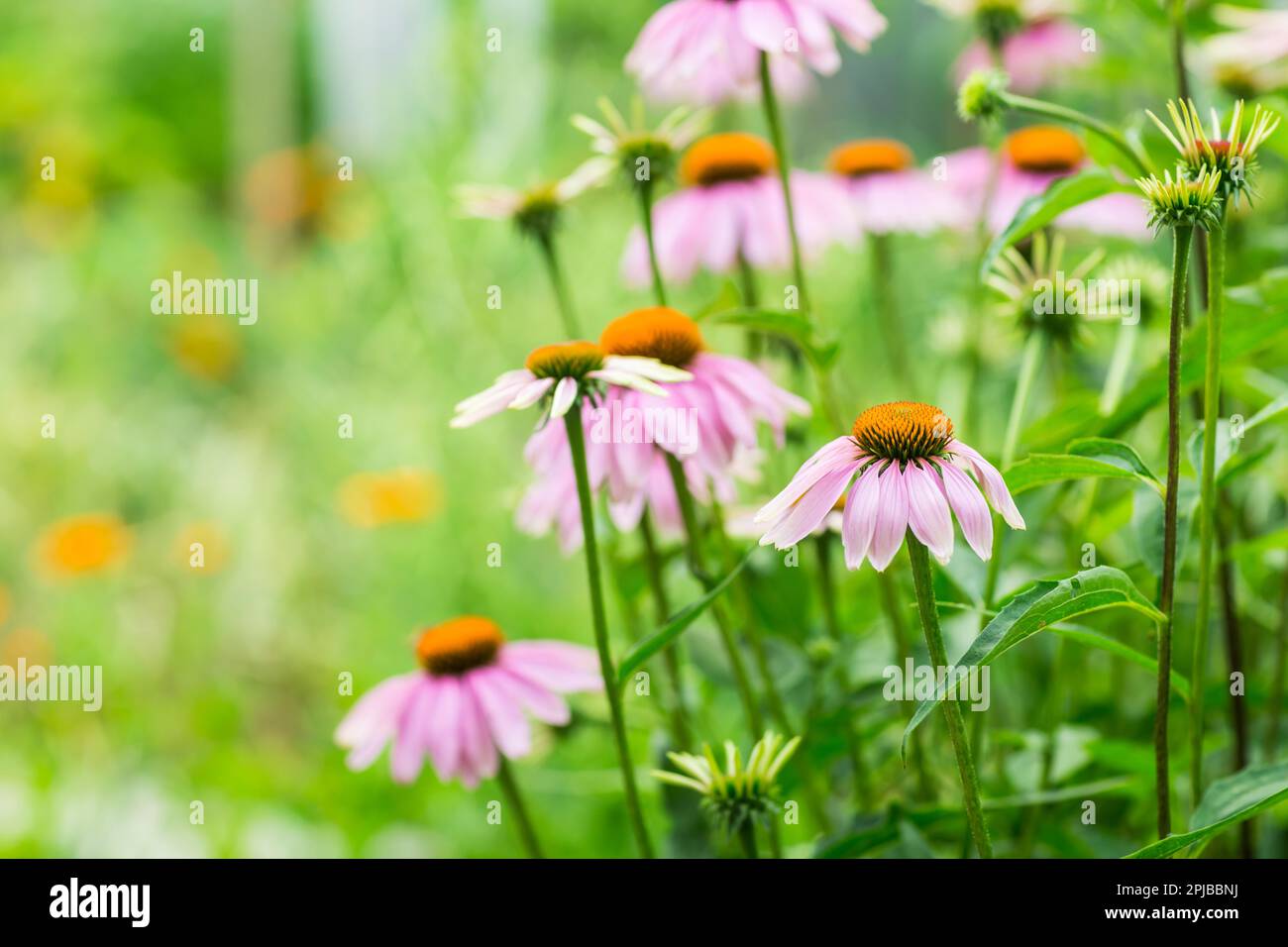 (Echinacea) purpurea in garden. Healing plant used for medical purposes in pharmaceutical industry Stock Photo