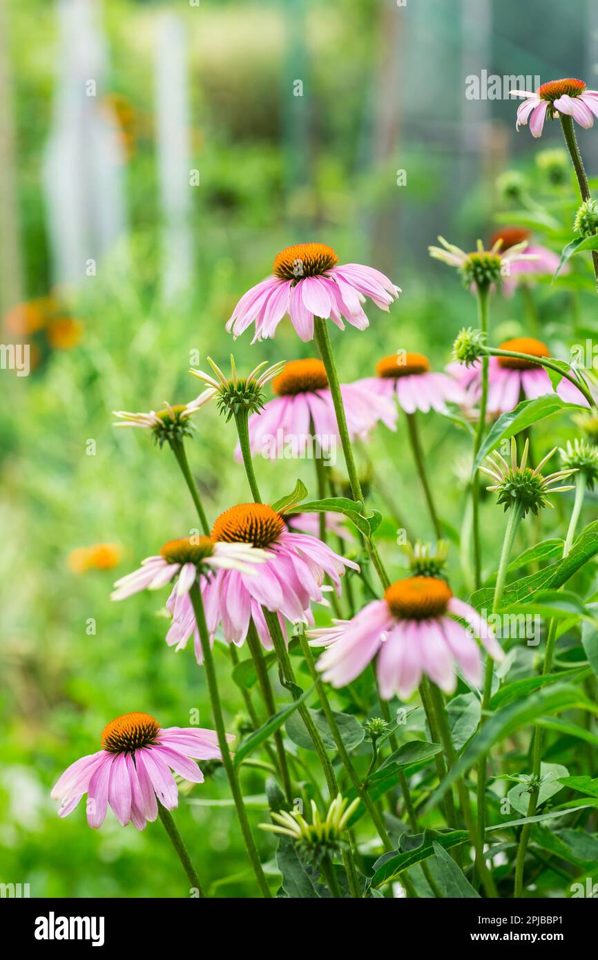(Echinacea) purpurea in garden. Healing plant used for medical purposes in pharmaceutical industry Stock Photo