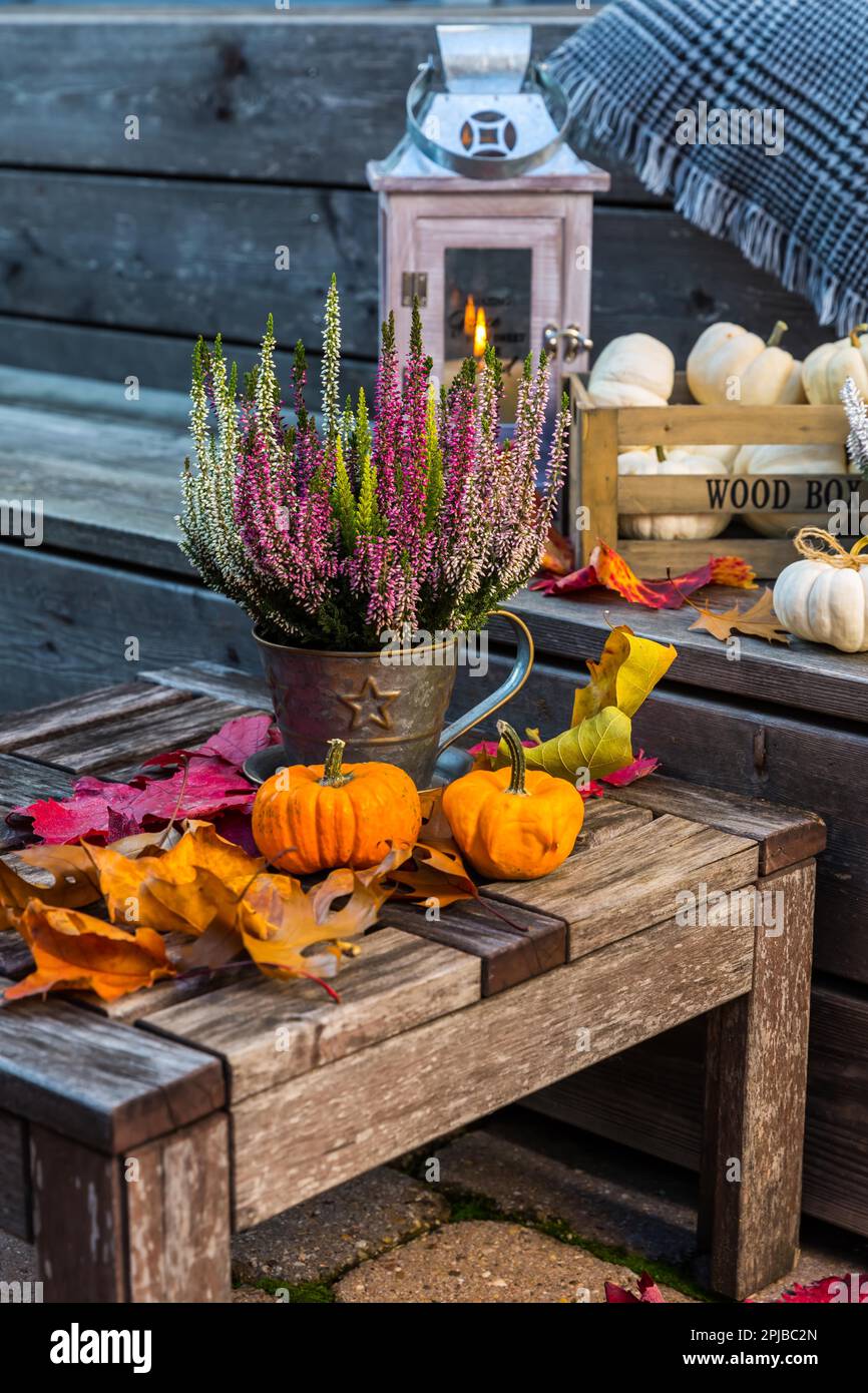 Autumn garden decoration on terrace and patio with pumpkins and heather plants (Calluna vulgaris) Stock Photo