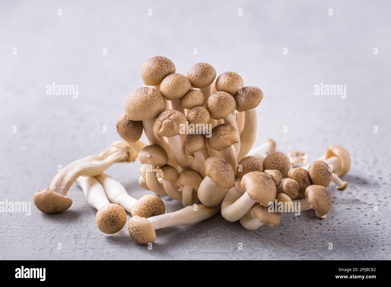 Shimeji mushrooms edible mushrooms rich in umami tasting on grey