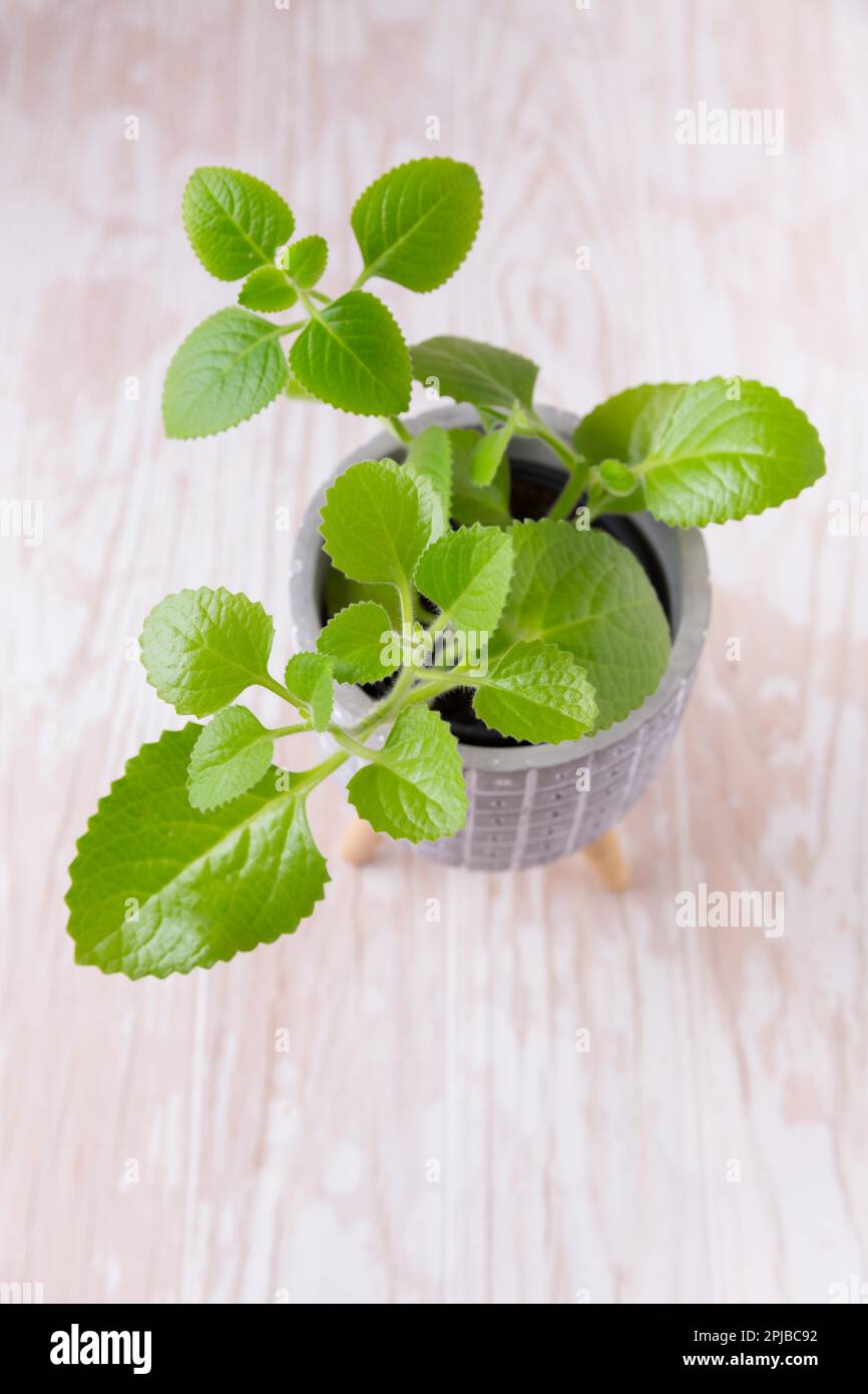 Coleus amboinicus - Cuban oregano, Spanish thyme. Used as oregano for cooking and meat dishes Stock Photo