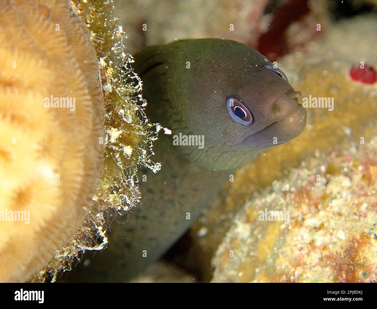 Lattice tail moray eel (Gymnothorax buroensis), Moray eel, Dive site