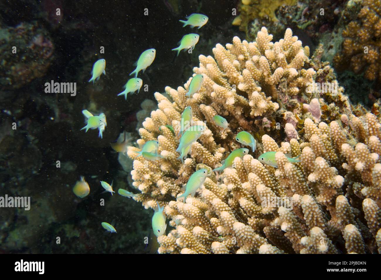 A group of Green Swallowtail (Chromis viridis) seeks shelter in a stony coral, Staghorn Coral (Acropora humilis), Dive Site House Reef, Mangrove Bay Stock Photo