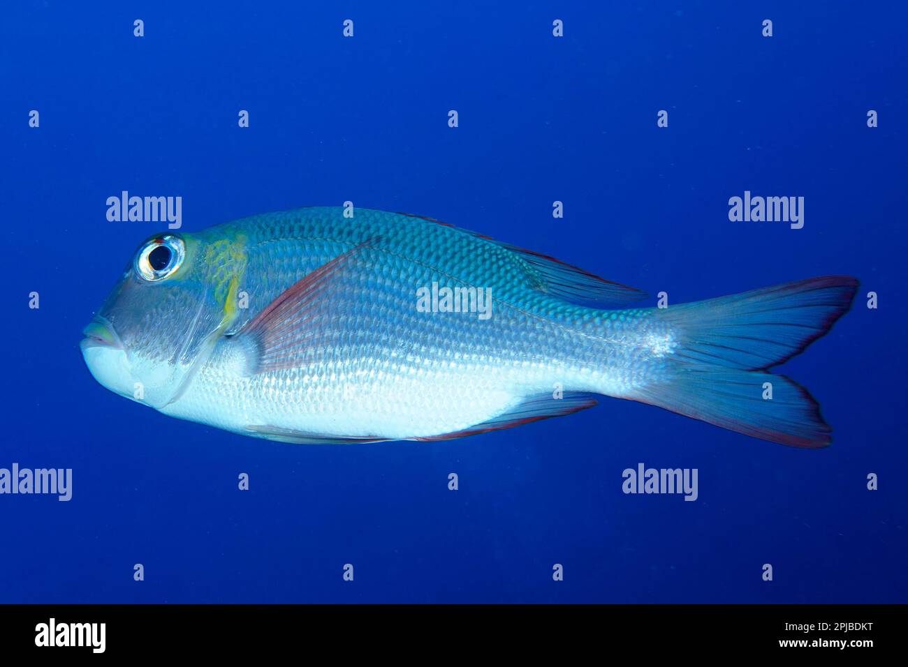 Humpnose big-eye bream (Monotaxis grandoculis) in front of a solid blue background, exempt. Dive site Daedalus Reef, Egypt, Red Sea Stock Photo