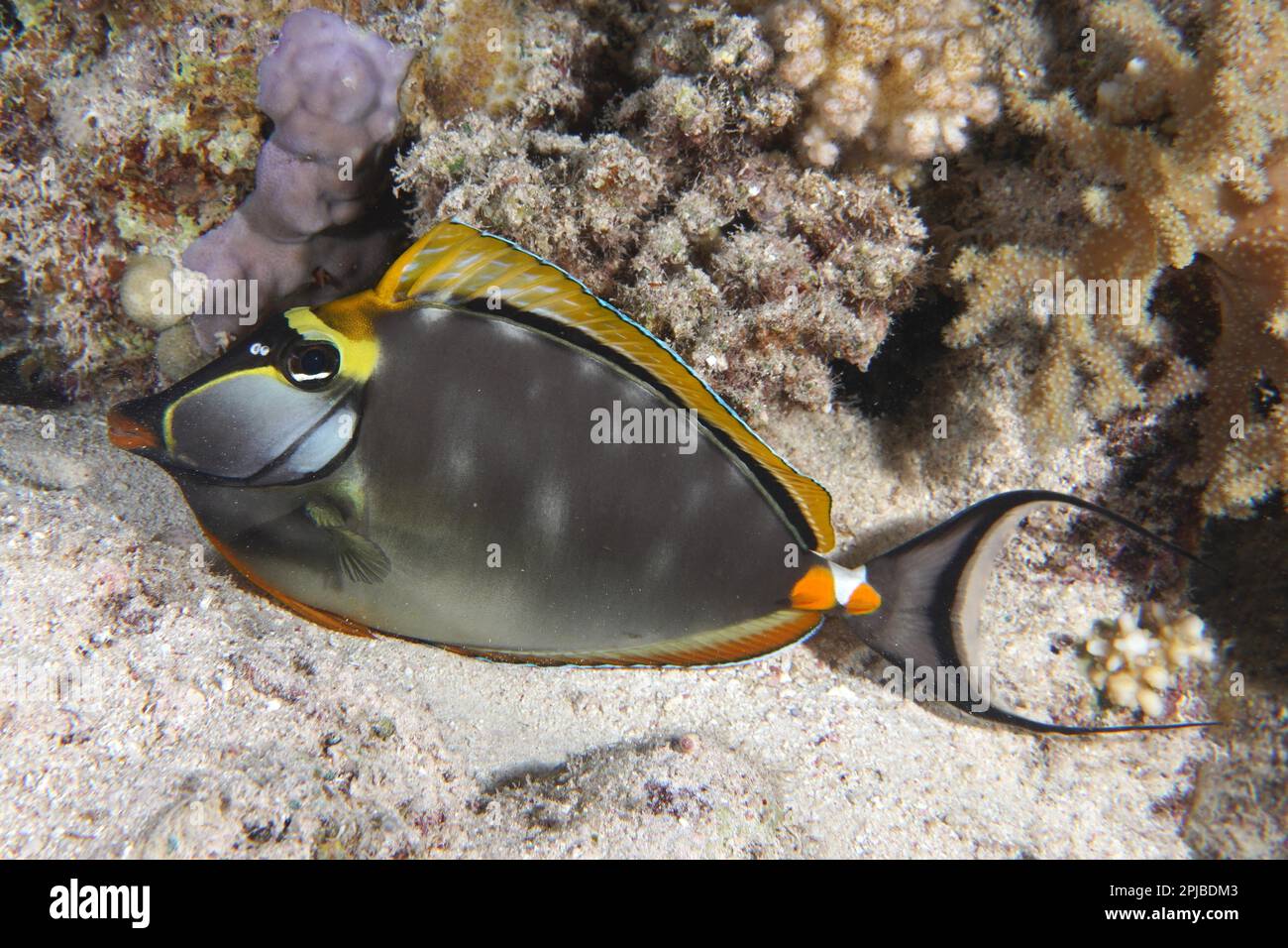Resting indian yellow blade nose doctor (Naso elegans) surgeonfish at night. Dive site Abu Fendera Reef, Egypt, Red Sea Stock Photo