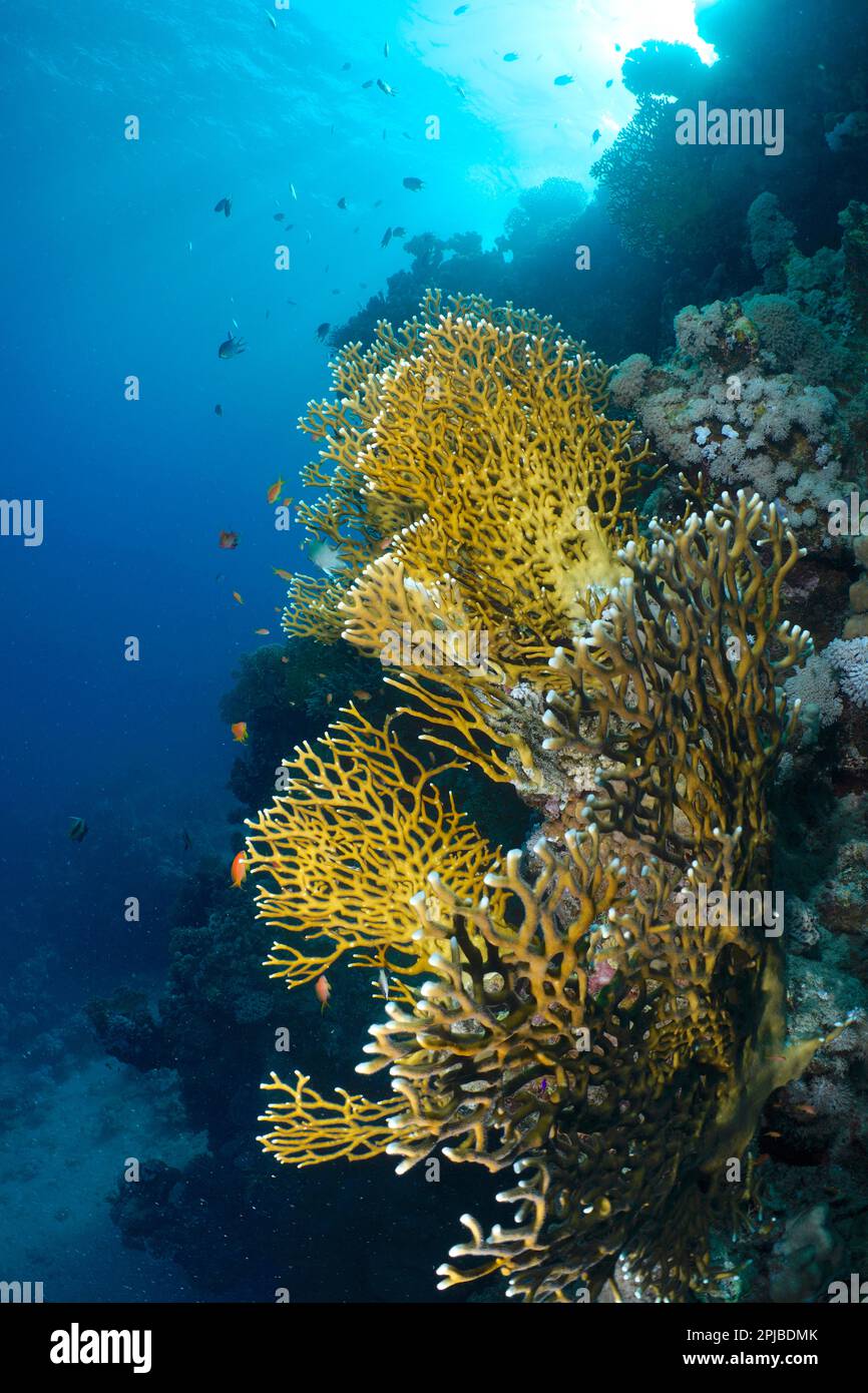 Net fire coral (Millepora dichotoma) in the backlight. Dive site House Reef, Mangrove Bay, El