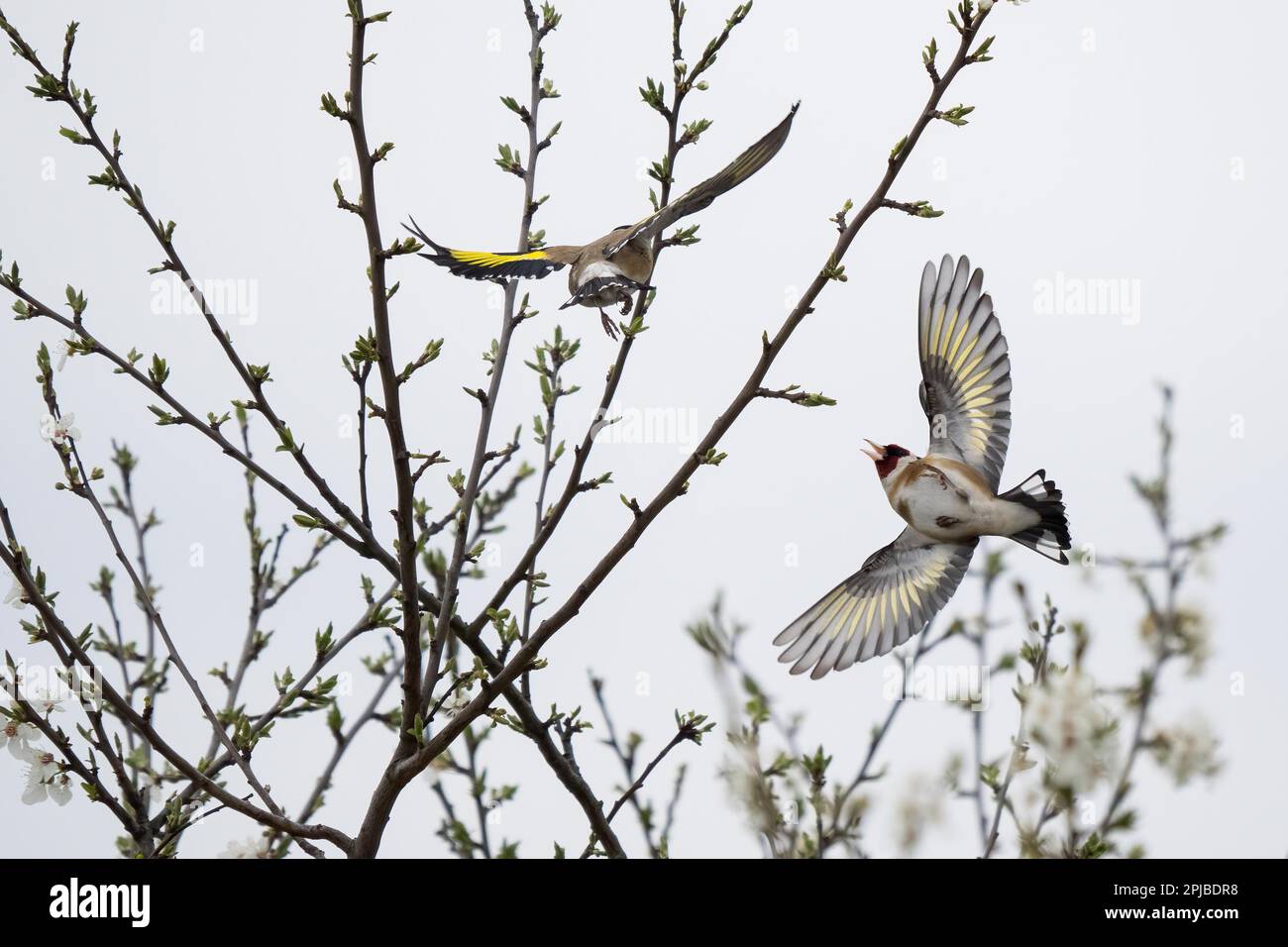 European goldfinch (Carduelis carduelis), approaching a branch, Hesse, Germany Stock Photo