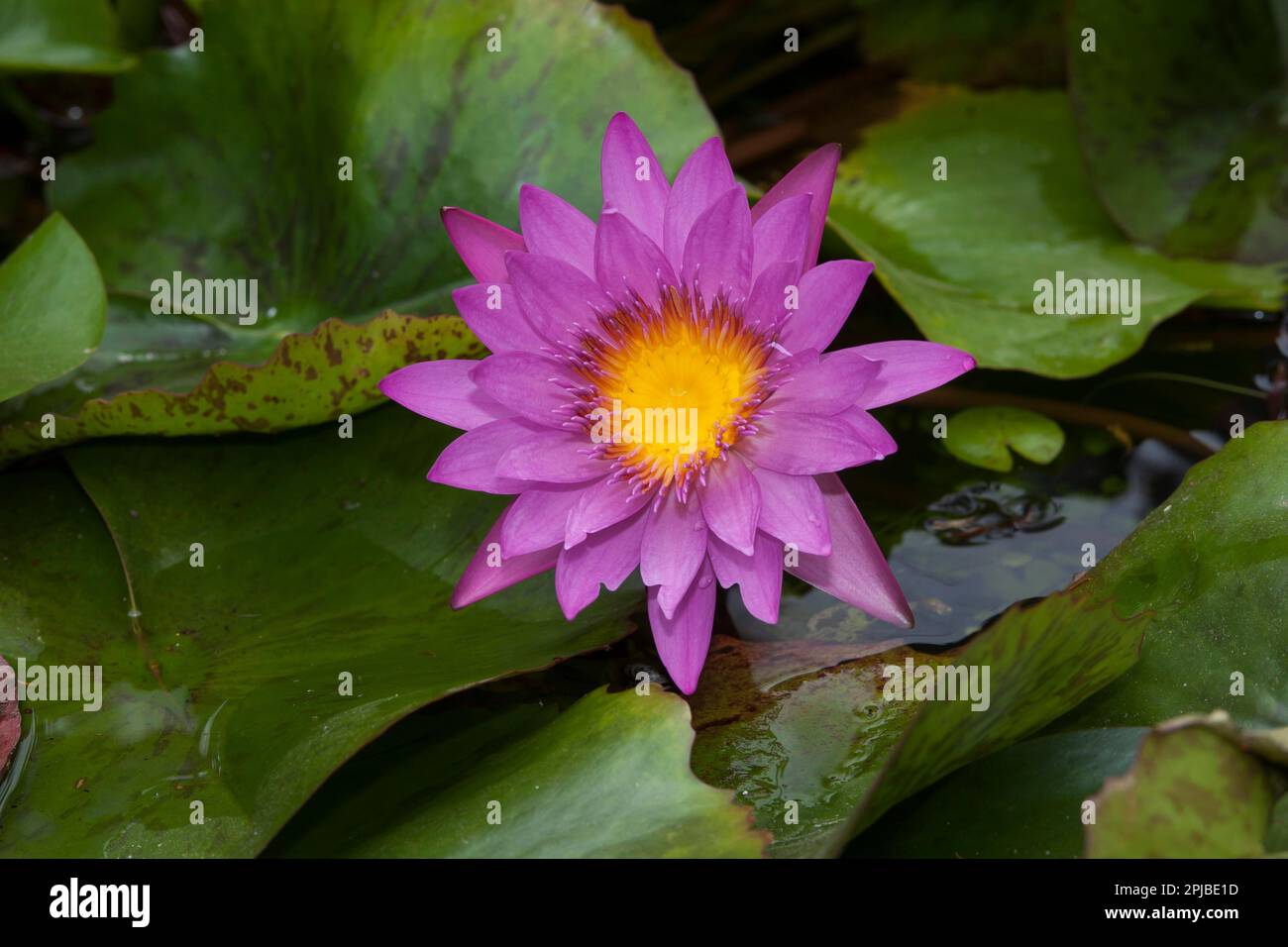 Water lilies (Nymphaea capensis), Da Nang, Vietnam Stock Photo