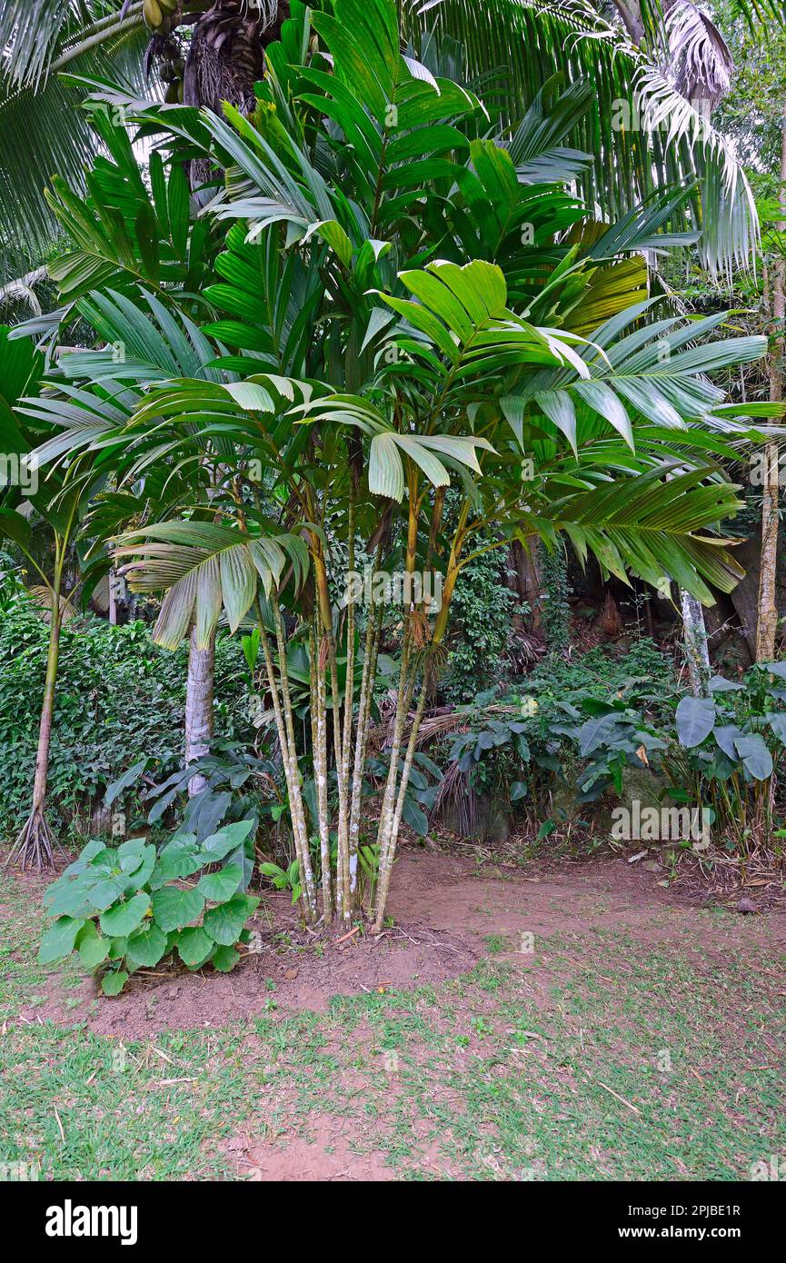 Ivory Cane Palm (Pinanga coronata) Mahe Island, Seychelles Stock Photo