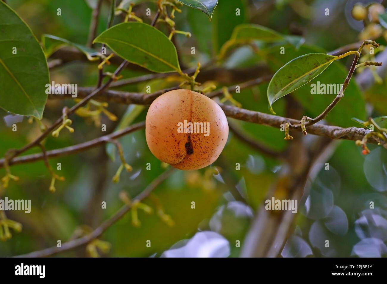 Nutmeg tree (Myristica fragrans), on tree, Mahe Island, Seychelles