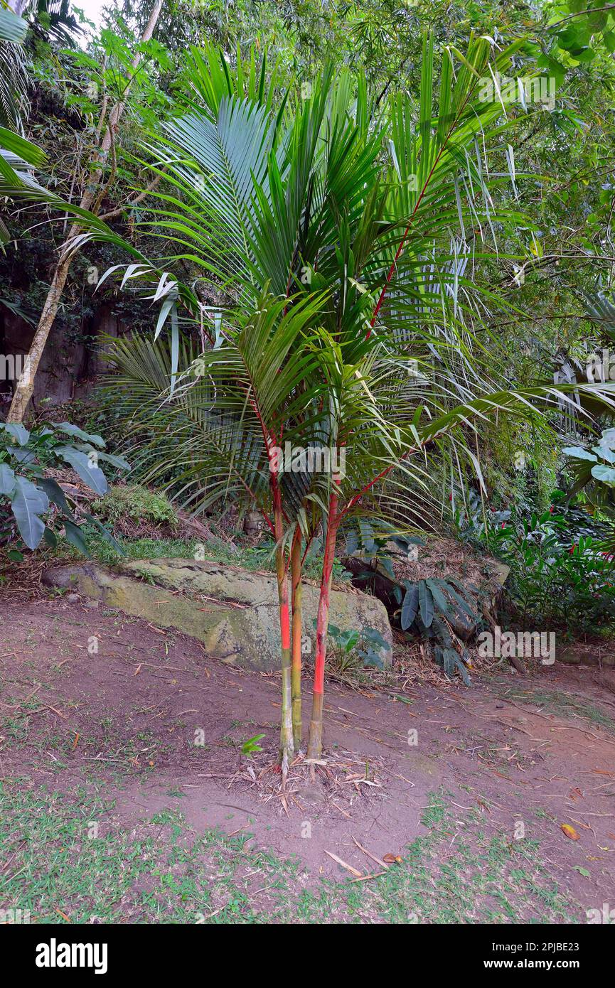 Sealing palm (Cyrtostachys renda), Mahe Island, Seychelles Stock Photo