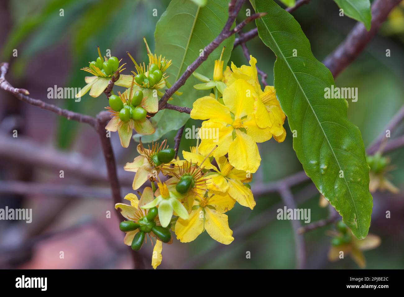 Plant (Ochna Integerrima) Hoa Mai, Nailberry, Vietnam Stock Photo