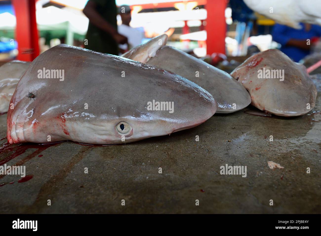 Heads of freshly caught sharks for sale, fish market at Sir Selwyn