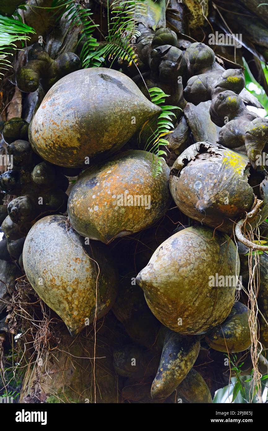 Coco de Mer (Lodoicea maldivica), fruit of the Seychelles palm, Mahe Island, Seychelles Stock Photo