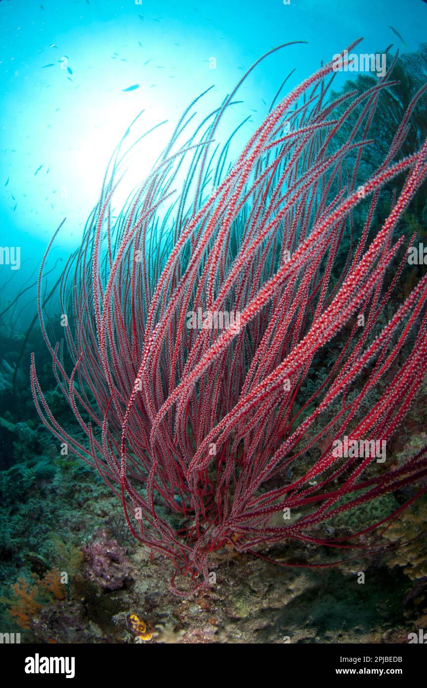 Whip gorgonian, Other animals, Corals, Cnidarians, Animals, Red Whip Coral (Ellisella cercida) in reef habitat, Boo Island, Raja Ampat, West Papua Stock Photo