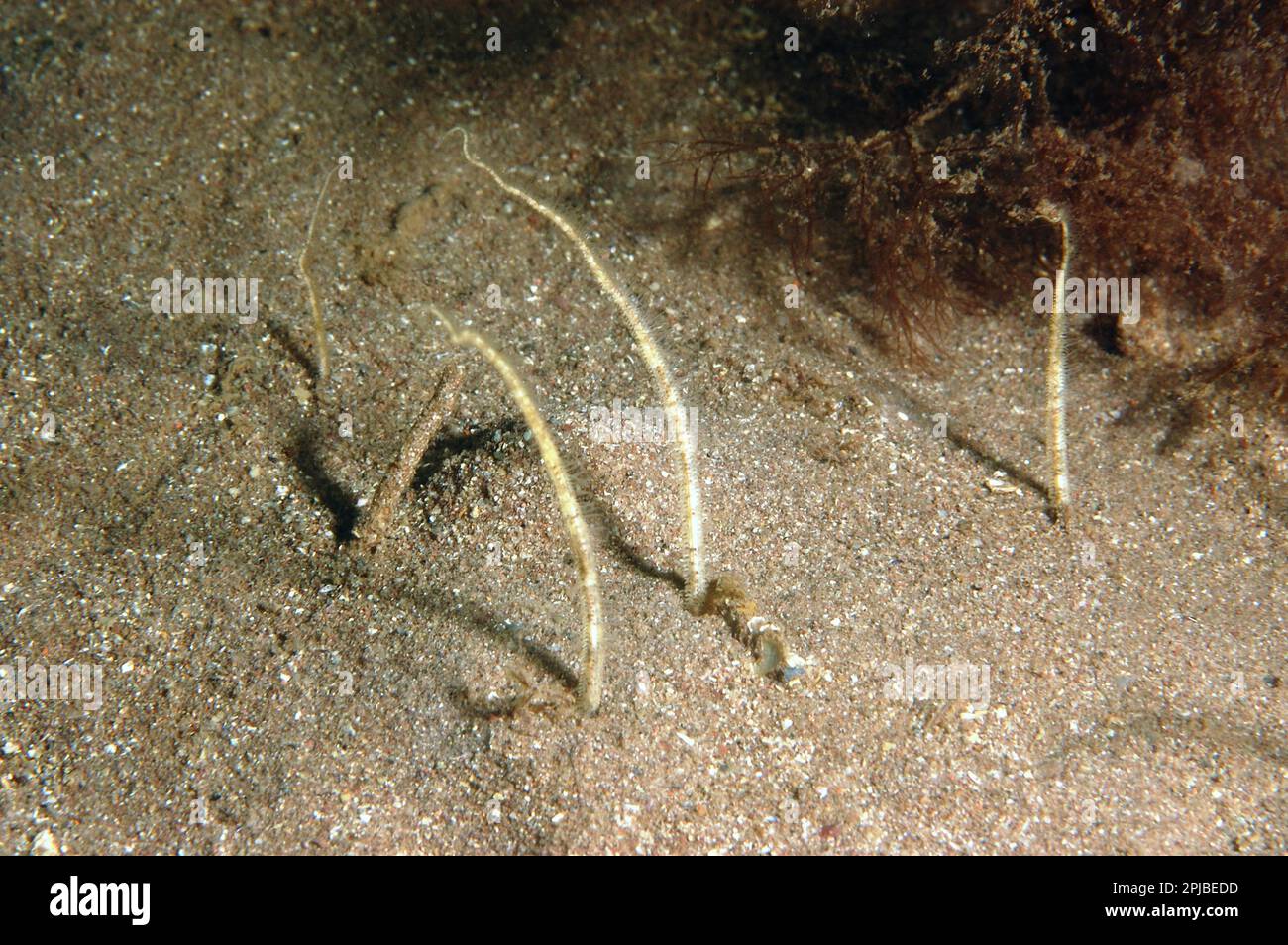 Brittlestar, Starfish, Starfish, Other animals, Echinoderms, Animals, Sand Brittlestar (Amphiura brachiata) adult, buried in soft sand, Torbay Stock Photo