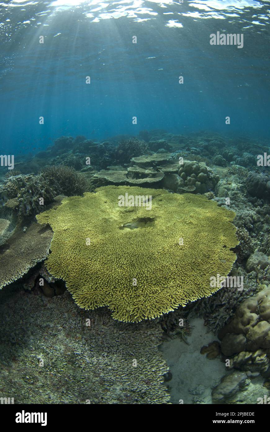 Stony coral, Stony corals, Other animals, Corals, Cnidarians, Animals, Table Coral (Acropora spec.) in reef habitat, Ameth Point, Nusa Laut, near Stock Photo