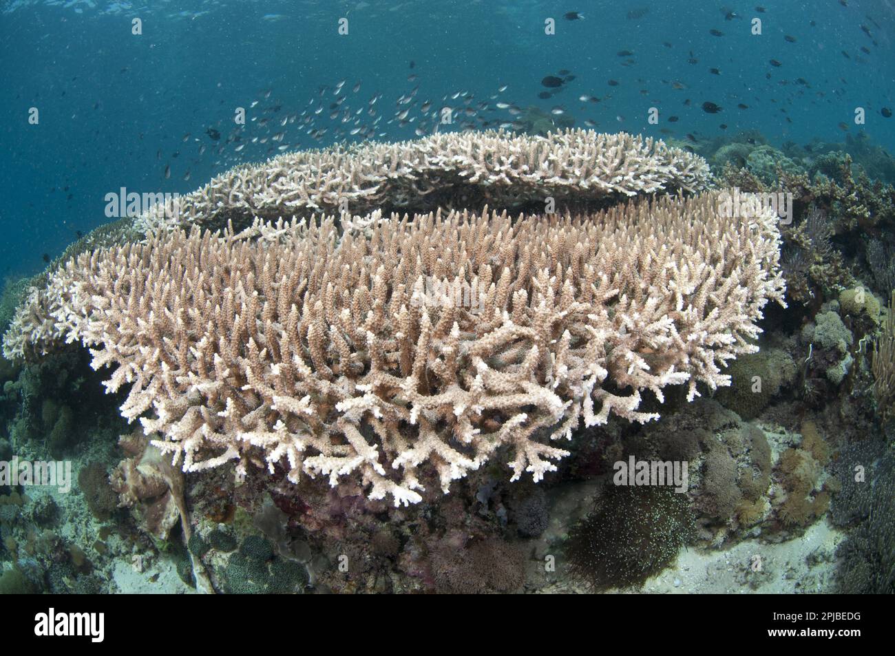 Staghorn Coral, Staghorn Coral, Other animals, Corals, Cnidarians, Animals, Staghorn small polyp stony coral sp (Acropora robusta) and fish on reef Stock Photo