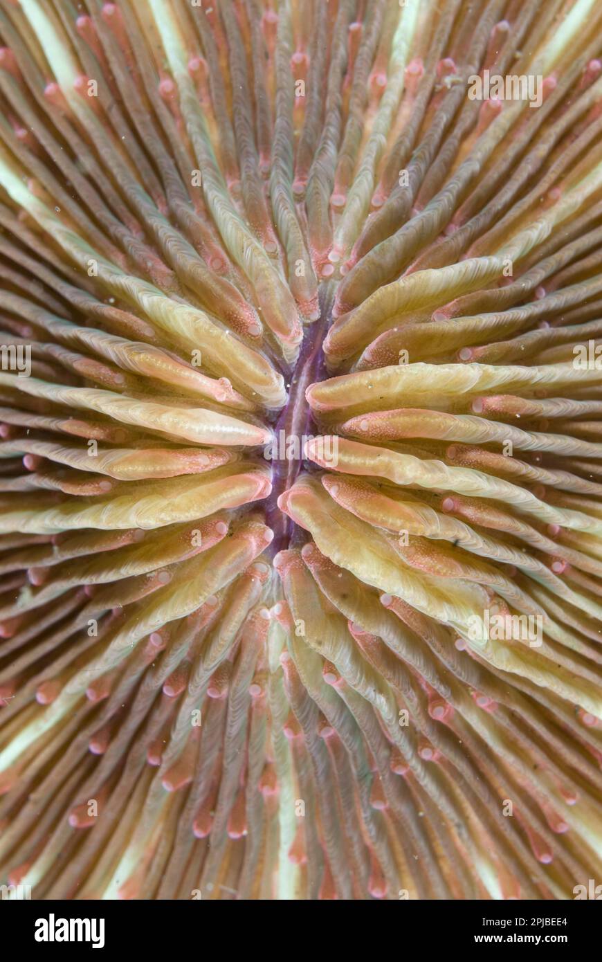 Mushroom Coral (Fungia scutaria), Other animals, Corals, Cnidarians, Animals, Mushroom Coral detail, Lembeh Island, Sulawesi, Indonesia Stock Photo