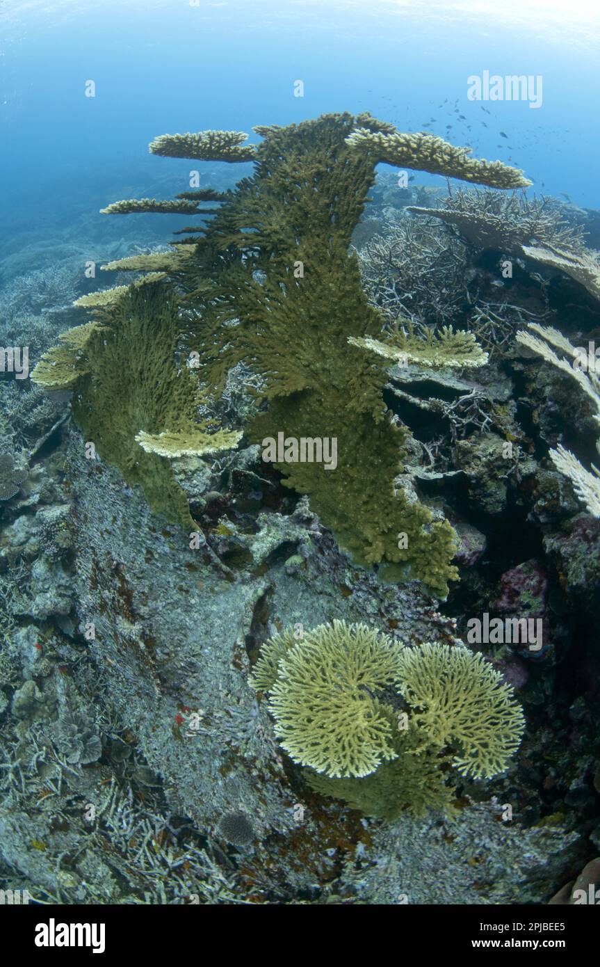 Table Coral, Table Corals, Stony Coral, Stony Corals, Other Animals, Corals, Cnidarians, Animals, Large Table hyacinth table coral (Acropora Stock Photo
