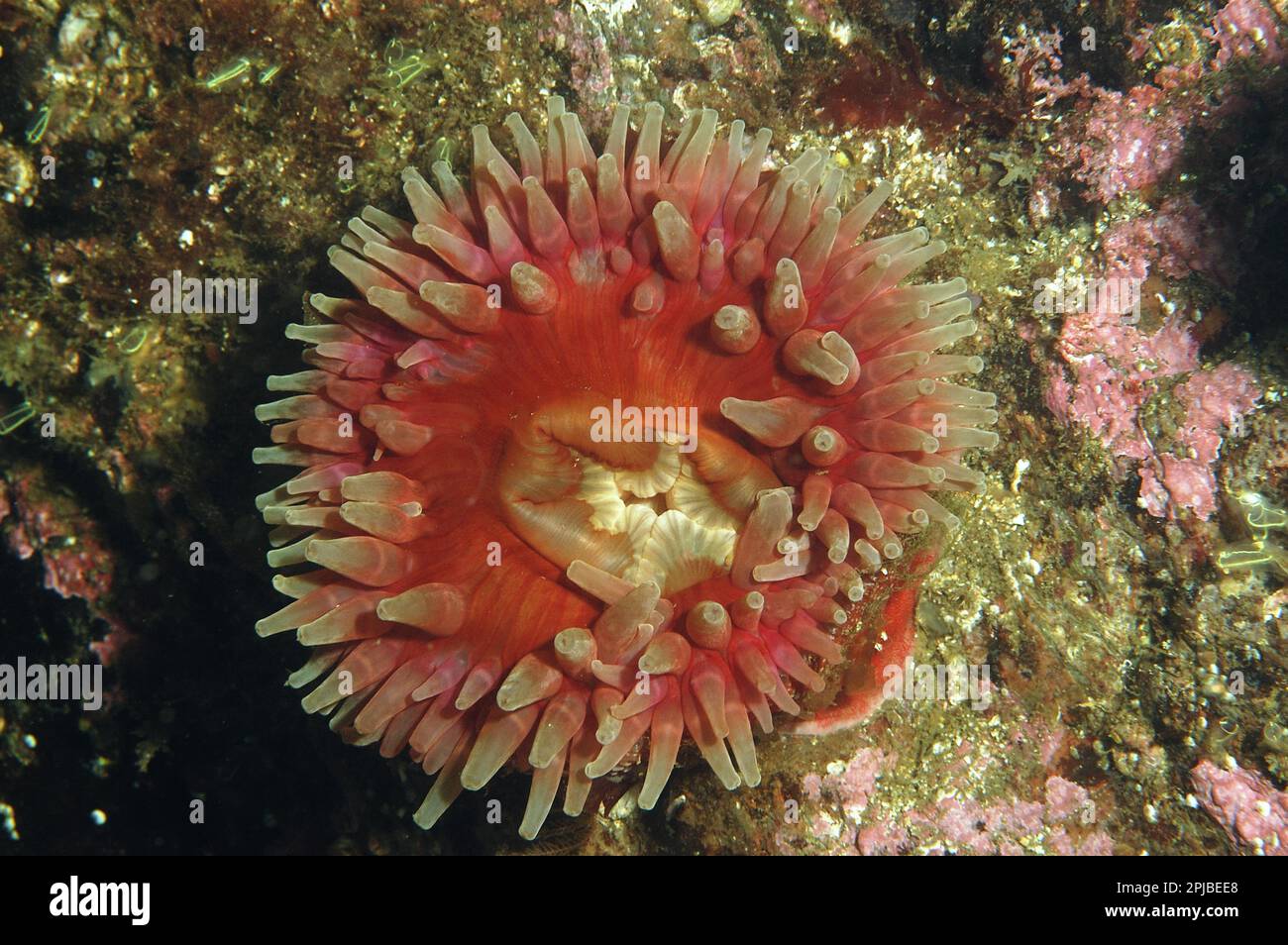 Horse anemone (Urticina eques), adult, with tentacles outstretched, on a rock face in a sea loch, Loch Carron, Ross and Cromarty, Highlands Stock Photo