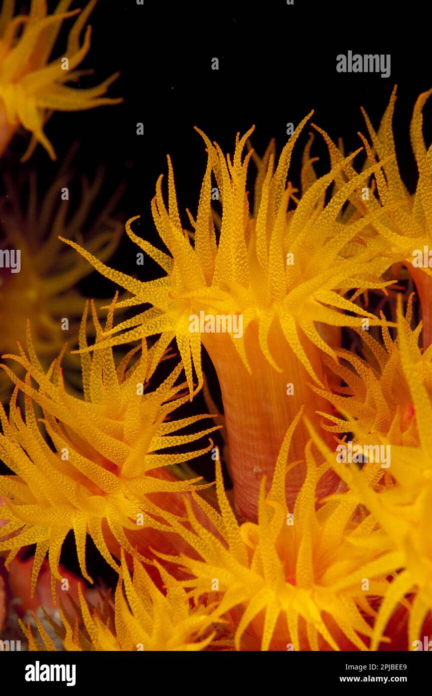 Chalice coral, Chalice corals, Other animals, Corals, Cnidarians, Animals, Yellow Coral (Tubastrea faulkneri) close-up of polyps, feeding at night Stock Photo