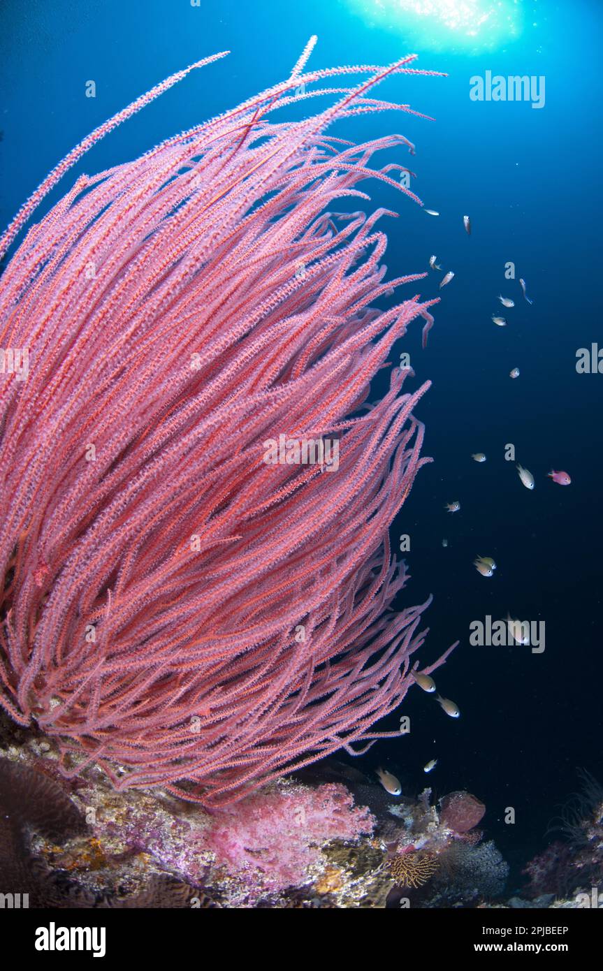 Whip gorgonian, Other animals, Corals, Cnidarians, Animals, Red Whip Coral (Ellisella cercida) with small fish on reef, Kadola Island, Penyu Islands Stock Photo