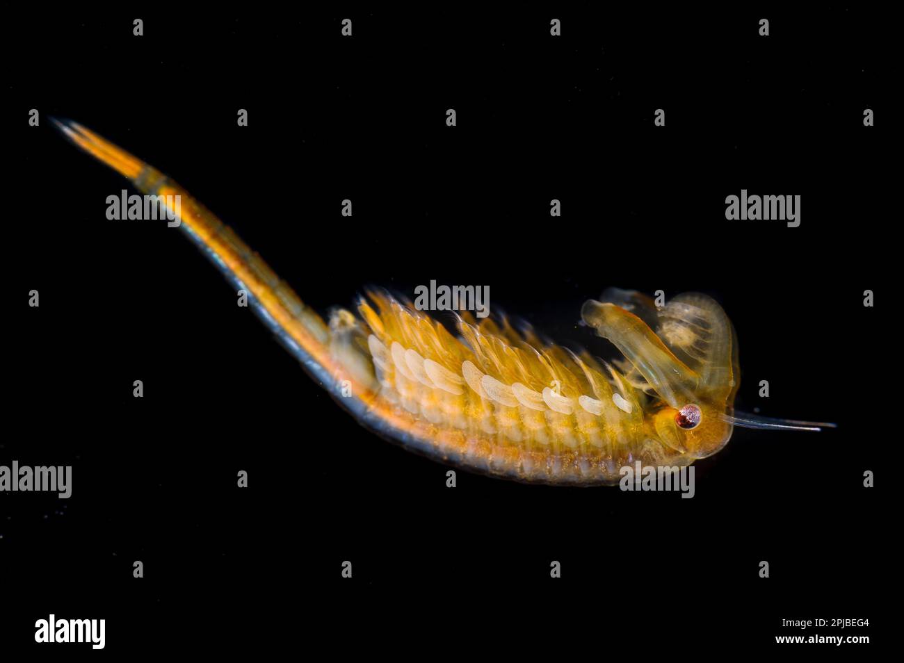 Fairy Shrimp (Chirocephalus diaphanus) adult male, Antola Regional Park, Genova Province, Liguria, Italy Stock Photo