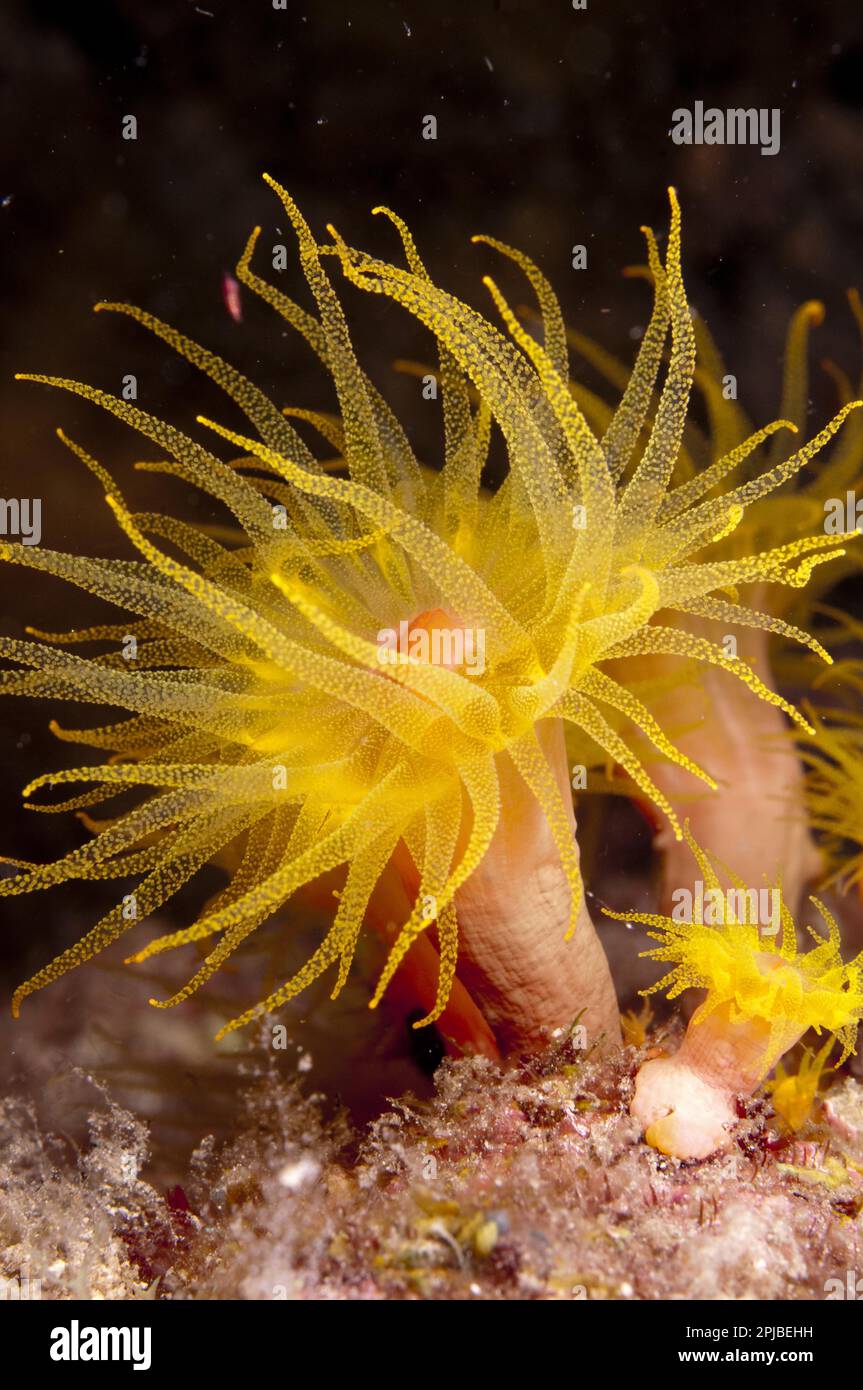 Yellow coral (Tubastrea faulkneri) close-up of polyps, extended at night, Lembata Island, Solor Archipelago, Lesser Sunda Islands, Indonesia Stock Photo
