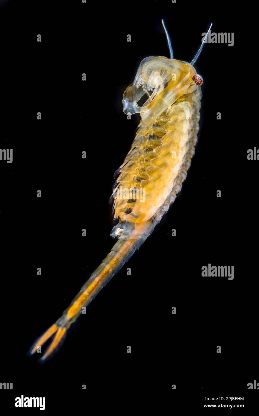 Fairy Shrimp (Chirocephalus diaphanus) adult male, Antola Regional Park, Genova Province, Liguria, Italy Stock Photo